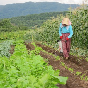 82歳の幸子さんが一人でやってる畑の広さ、種類の多いこと