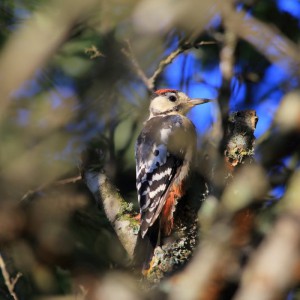 オオアカゲラの幼鳥