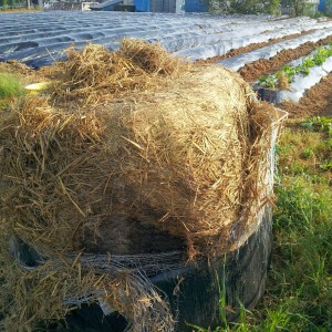さつま芋畑前に運び込まれた稲ワラのロールベール。