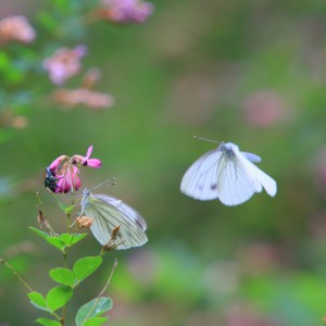 萩の花とモンシロチョウ