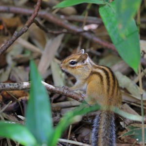 蝦夷シマリス