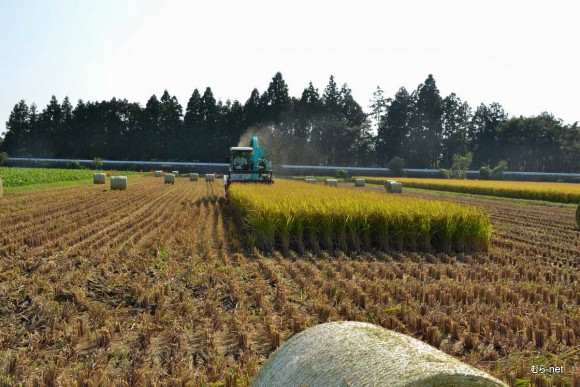 飼料用稲収穫風景