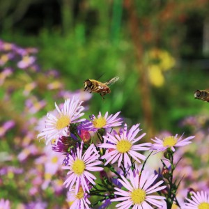 孔雀草とミツバチ-