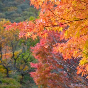 榛名山の紅葉◆森路俊彦(榛名)