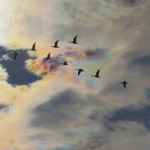 彩雲とヒシクイの群れ