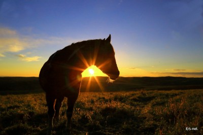 朝の牧場の馬