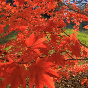 庭の紅葉◆気温が下がり実顕地の庭も紅葉が見られるようになってきてます◆井口義友(別海)