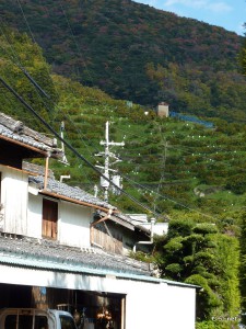 愛和館前から見るみかん畑