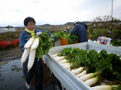 1-養鶏法大根引き-010