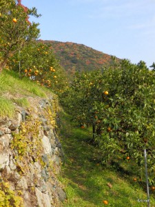 段々畑の六川のみかん畑