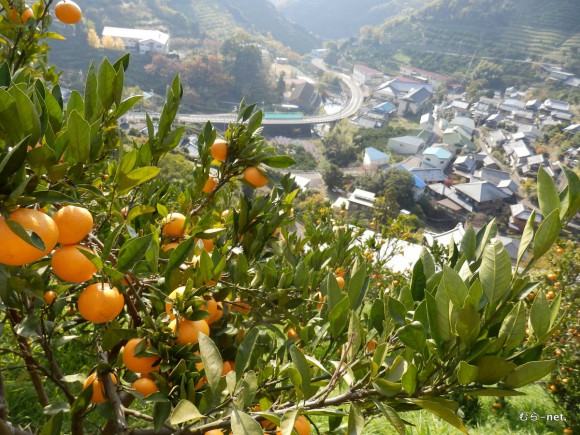 みかん畑と六川実顕地