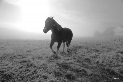朝霧の牧場