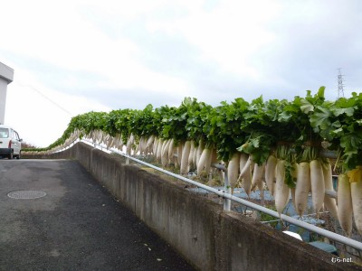 1-養鶏法大根引き-014