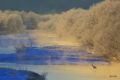 丹頂鶴の塒(雪裡川）