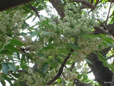 ニームの花が咲きました。今満開です◆タイ実顕地 上田師代