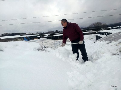 各職場から駆けつけ雪かきへ