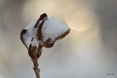 雪景色