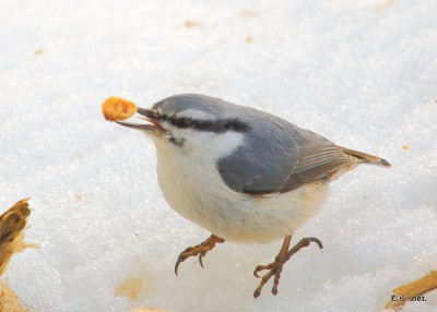 ゴジュウカラ