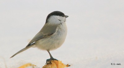 ハシブトガラ