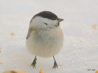 3-_MG_0249ハシブトガラ