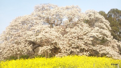 千葉県印西市　吉高の大ザクラ◆川原浩(多摩)