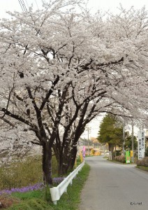 岡部の桜です。春の集いの時に満開でした◆森路俊彦(榛名)
