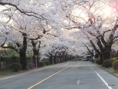 国際基督大学の桜