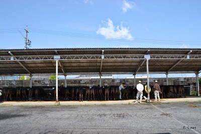 03-松阪子牛市場 006