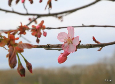 蝦夷山桜