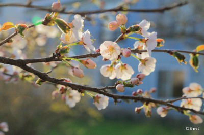 02-_MG_2193千島桜