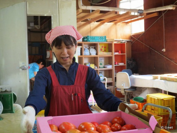 蔬菜部でトマト出荷する矢内優子さん