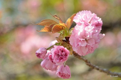 八重桜