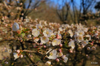 01-_MG_2181千島桜