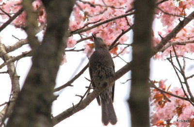 蝦夷山桜とヒヨドリ