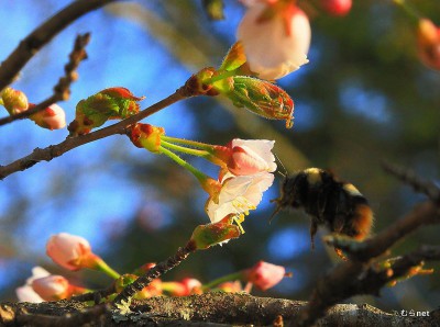 千島桜