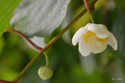 マタタビの花