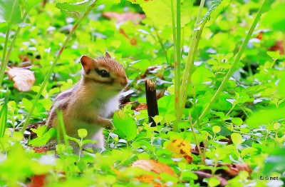 蝦夷シマリス