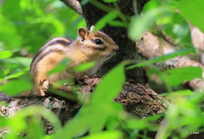 蝦夷シマリス