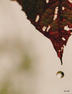 紅葉の水滴