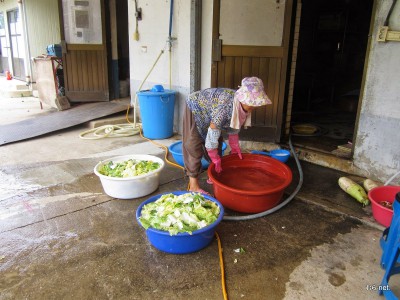 帰ると、おばあちゃんがキムチ作りをしていました