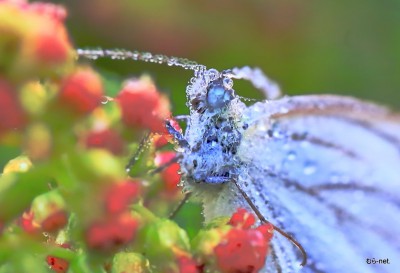 朝露のスジクロ蝶