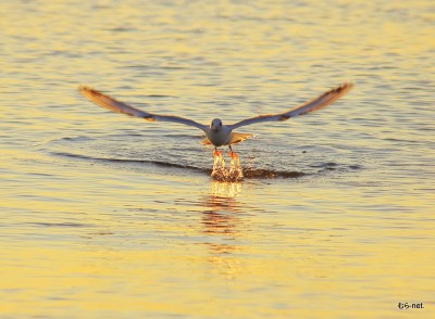 離水ユリカモメ