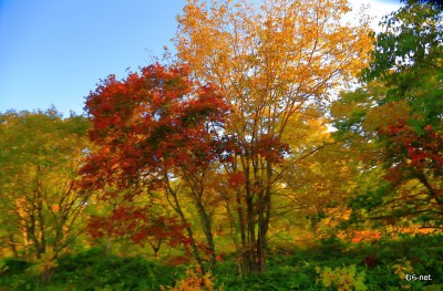 別海の紅葉