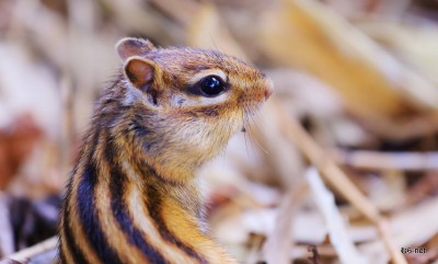 冬支度の蝦夷シマリス+(2)