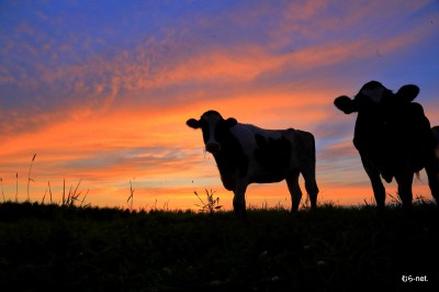 まきばの夕暮れ時