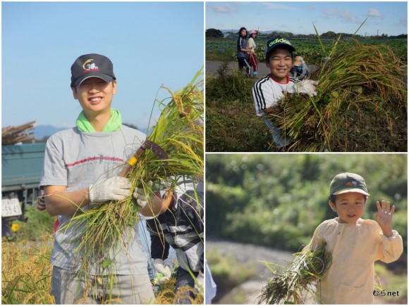 金ハンギョル君(わくわく合宿で春日山の学育の子たちと稲刈りを楽しみました)