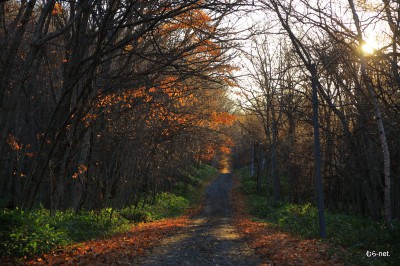 晩秋の小道