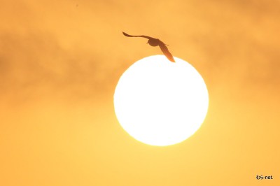 太陽とカモメ