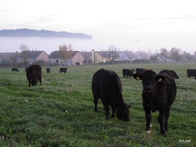 朝霧の中の牛達（ヤマギシの肉牛）
