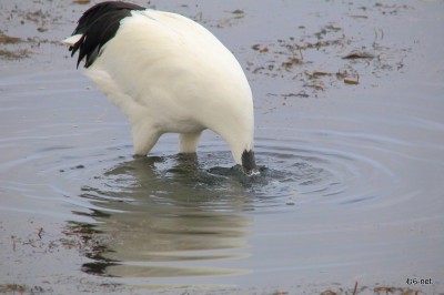 タンチョウ鶴 (2)